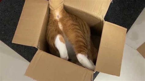 一只玩纸箱翻车的猫咪，接下来被主人无情取笑，最后看它是怎么出来的？