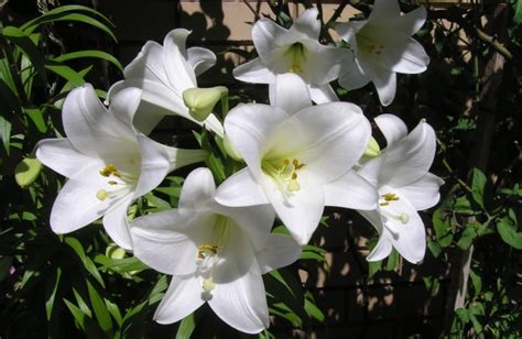 白色百合花朵图片 - 站长素材