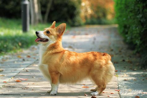 柯基是什么犬？柯基犬详解-我的宠舍