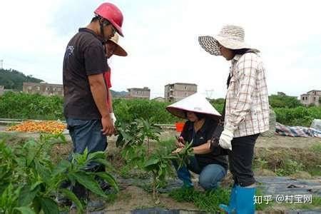 种植番石榴合理追肥果实好品质│番石榴种植技术 - 知乎