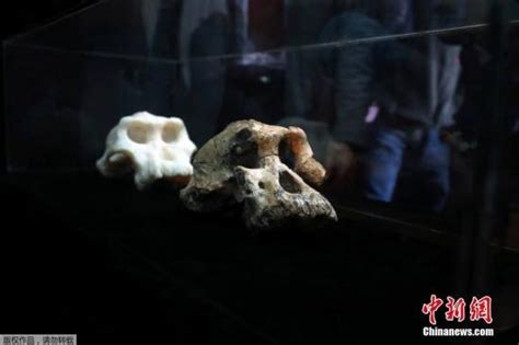 380万年前南方古猿头骨亮相！或颠覆人类演化史-新闻中心-温州网