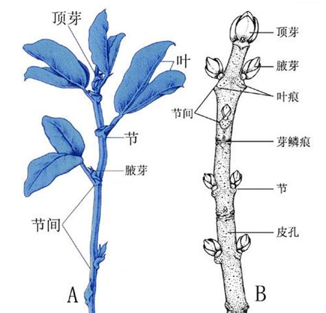 植物根尖的成熟区，伸长区，分生区，根冠分别有什么作用