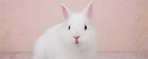 小白兔有趣的特点 - 知百科