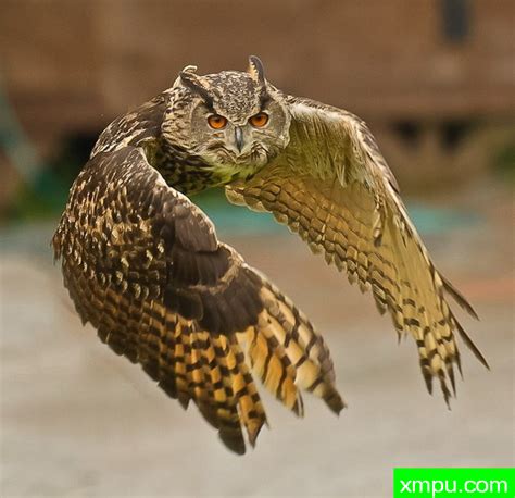 鹰鸮在飞行过程中图片,鹰鸮在飞行过程中介绍,鹰鸮在飞行过程中百科-动植物