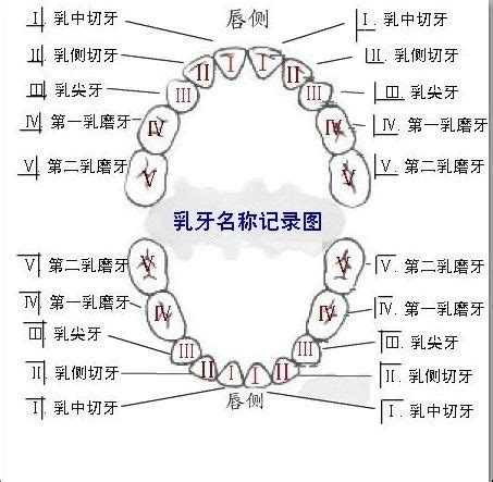 牙齿学名分布图（牙齿名字和分布）_华夏智能网
