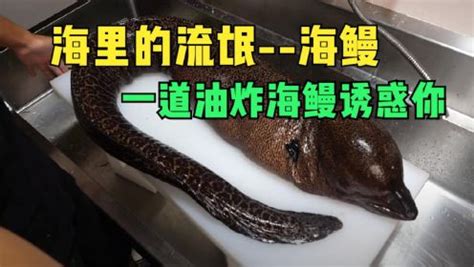 海蛇的资料、了解海蛇究竟是什么样的一种毒蛇？_海蛇_毒蛇网