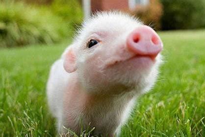 生肖猪是哪几年出生的 猪年是怎么计算来的 - 第一星座网
