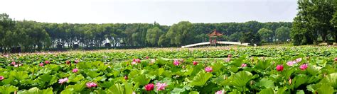 洪湖生态旅游区官方网站