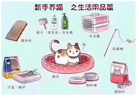 撸猫须知设计图__展板模板_广告设计_设计图库_昵图网nipic.com
