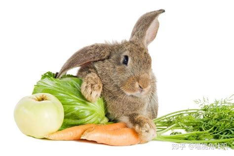 兔子可以活几年 兔子平均年龄是多少 - 知乎