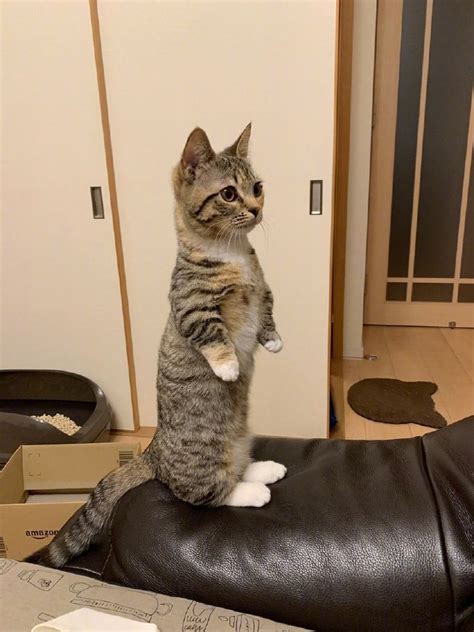 非主流站立猫咪头像
