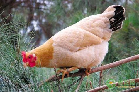 几种常见鸡的品种 - 惠农网
