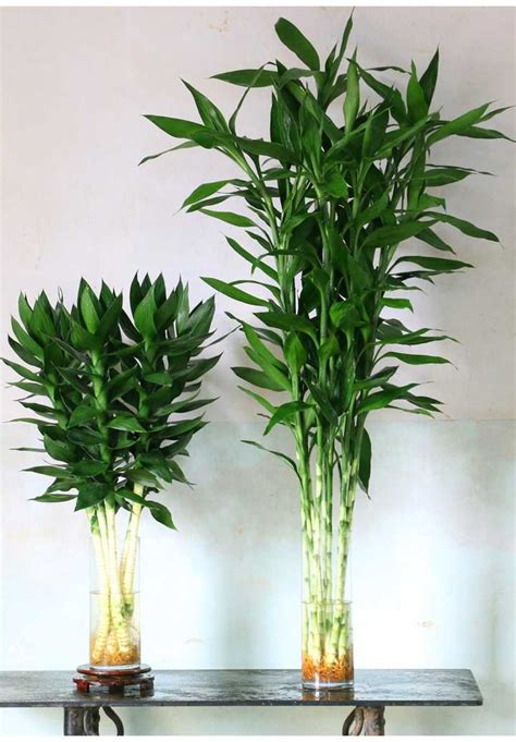富贵竹是如何种植的？富贵竹扦插繁殖方法是什么？