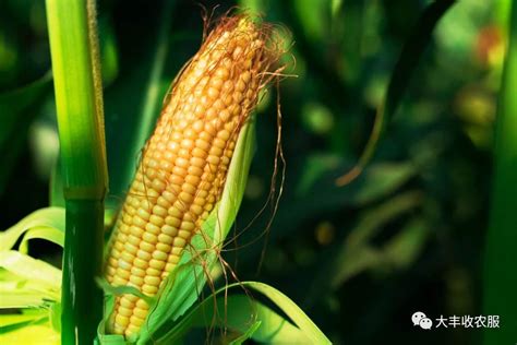玉米，是一种非常重要的农作物，也是世界上产量最大的粮食作物