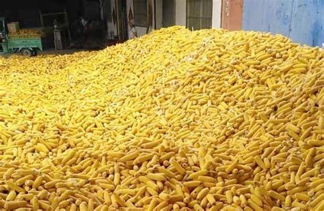 18亩地玉米卖了1万8，净利润7-8千，今年还能继续种植玉米吗？__财经头条