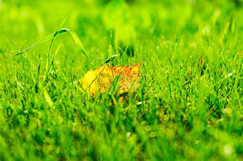 秋天下午在草地上高清图片下载-正版图片307098260-摄图网