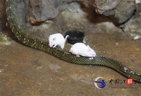 南京动物园惊现“鼠吃蛇” 专家:冬天喂蛇不科学-新闻中心-南海网