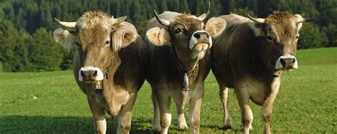 1997年属牛的人是什么命 1997年属牛的命运 - 万年历