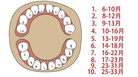 牙齿编号位置图,正常牙齿图,四号牙_大山谷图库