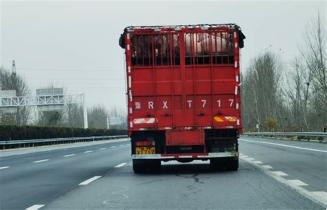 生猪跨省调运！这是什么信号__凤凰网