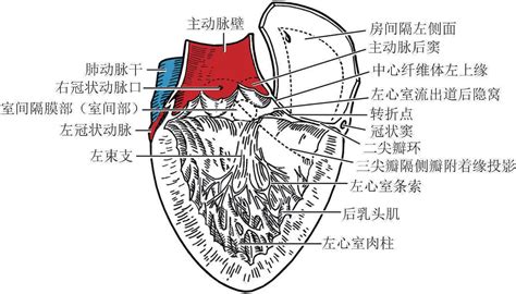 图25-12 自左侧通过球室孔观察(同图25-9标本)-心血管-医学