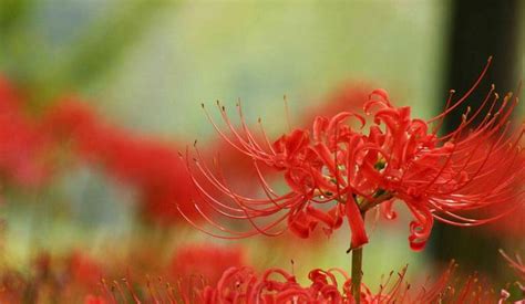 彼岸花的花语是什么意思 传说的寓意-养花技巧-长景园林网