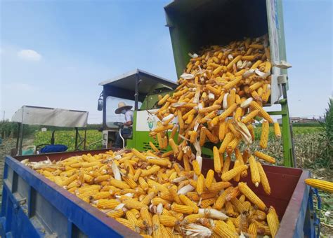 漯河市郾城区：玉米收割近九成，丰收在望秋飘香！-大河新闻
