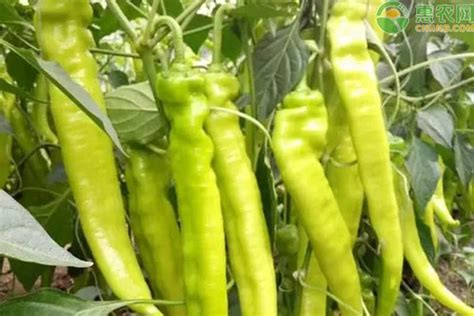 青椒是一种常见的食材作为主菜营养很高，你知道怎么搭配更好？__财经头条