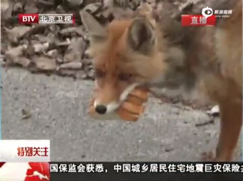 [视频]实拍狐狸将肉片面包叠成三明治塞满口叼走 - 社会民生 - 红网视听