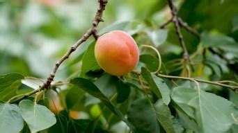 梅子金黄杏子肥是什么季节的？ - 惠农网