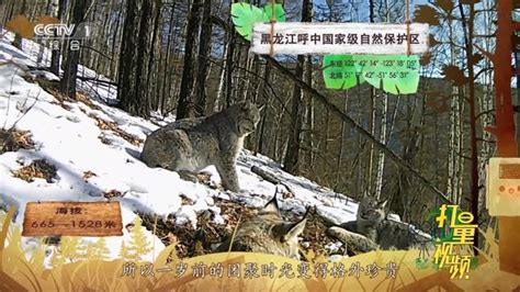 猞猁—国家二级野生保护动物|秘境之眼_高清1080P在线观看平台_腾讯视频