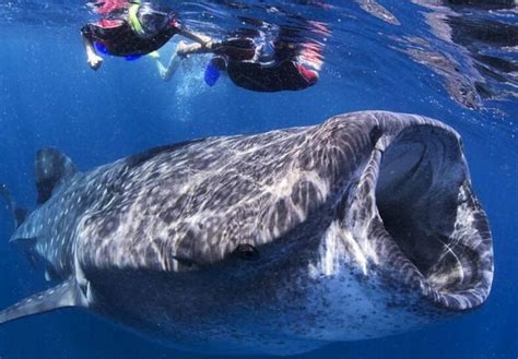 【图】鲸鲨与人类同游 摄影师拍摄震撼画面 第8页-ZOL高清频道
