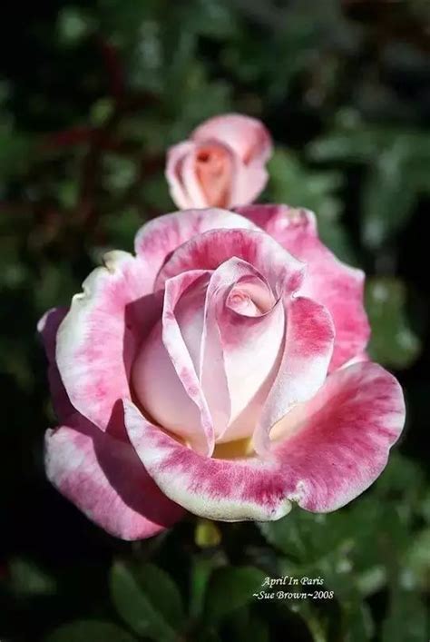 玫瑰花的种植方法及注意事项（四季玫瑰怎么养开花多） - 富强农百科