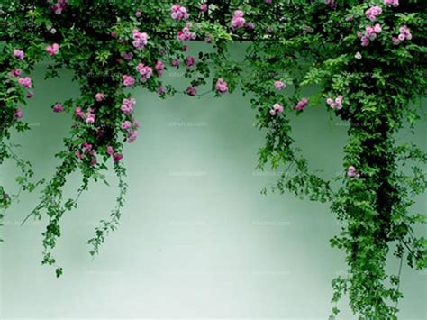 盛开的蔷薇花壁纸 - 盛开的蔷薇花手机壁纸 - 盛开的蔷薇花手机动态壁纸 - 元气壁纸