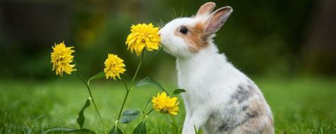小兔子作文300字 可爱的小兔子作文_知秀网