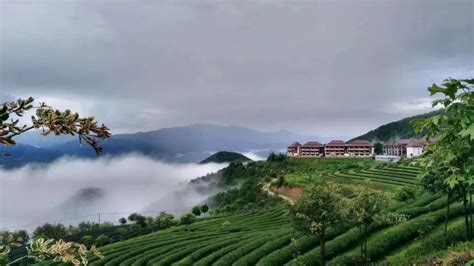 海拔1600米的世界上最大有机乌龙茶园，地处北回归线，可以每天看云雾蒸腾_临沧_双江县_茶庄