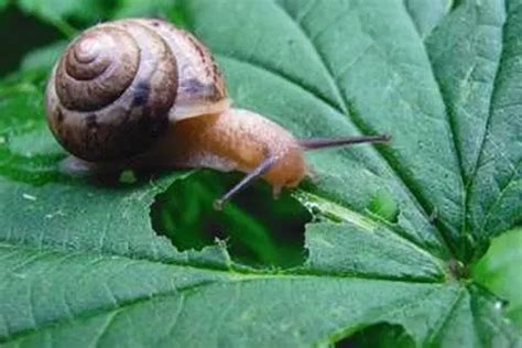 蜗牛是益虫还是害虫？既是益虫也是害虫-趣农笔记