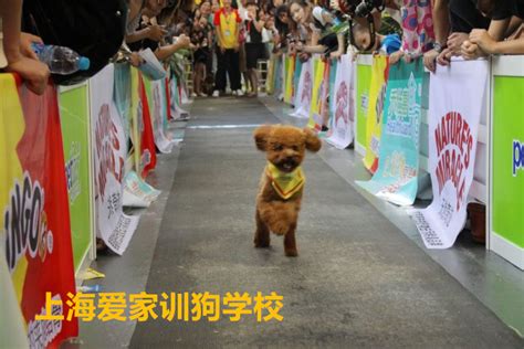 上海爱家宠物学校介绍与规模_训狗学校丨上海爱家宠物学校