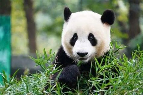 大熊猫名字由来 - 天奇百科
