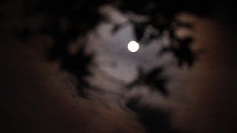 满月之夜，月亮穿过树林—高清视频下载、购买_视觉中国视频素材中心