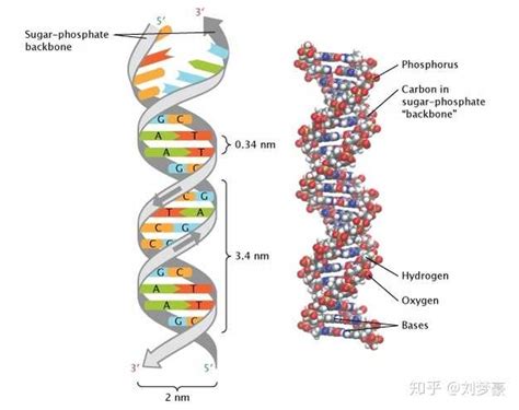 DNA变性是指什么_初三网