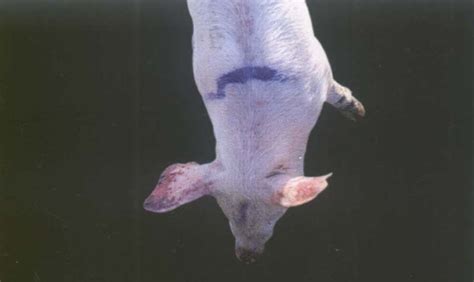 猪繁殖与呼吸综合征 - 搜狗百科