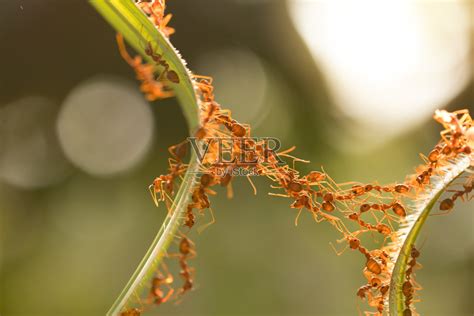 红蚂蚁】摄影图片】广州生态摄影_太平洋电脑网摄影部落