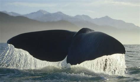 世界上最孤独的鲸鱼 在海里游了20多年没有同类