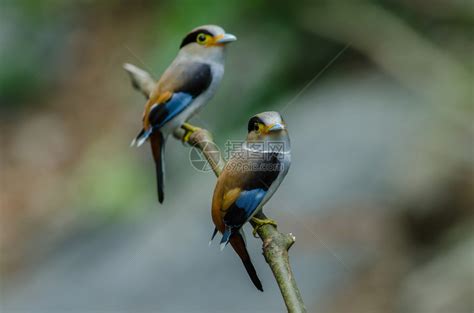 树枝上的彩色鸟银胸阔嘴鹬Serilophuslunatus高清图片下载-正版图片307299161-摄图网