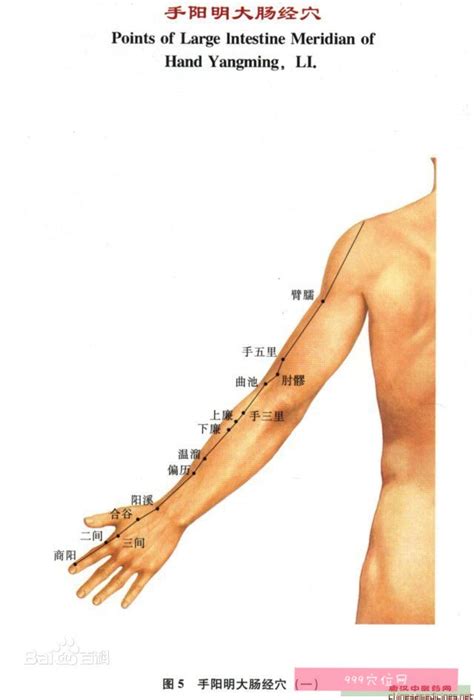 肩膀上的经络图图片