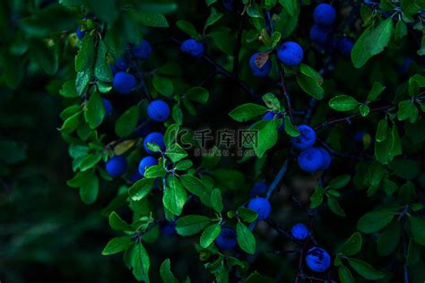 黑刺李 (Prunus spinosa) 灌木，晚上有浆果高清摄影大图-千库网