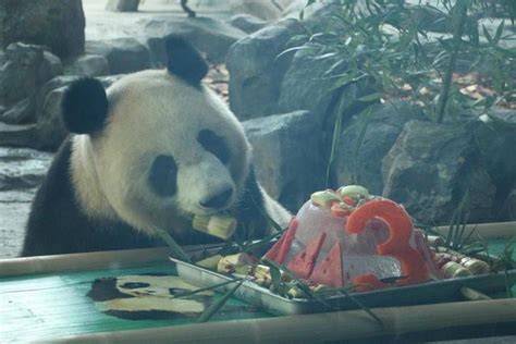 武汉动物园被曝虐待熊猫，园方：有悉心照料，网友：睁眼说瞎话！