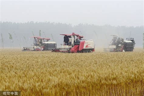 “烂场雨”打乱河南部分地区小麦成熟收获节奏，对小麦价格有何影响？凤凰网河南_凤凰网