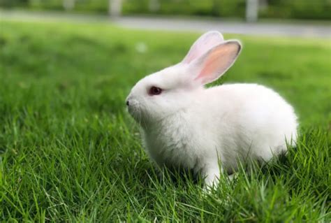 关于兔子的昵称,兔子的吉祥昵称 - 悠易生活
